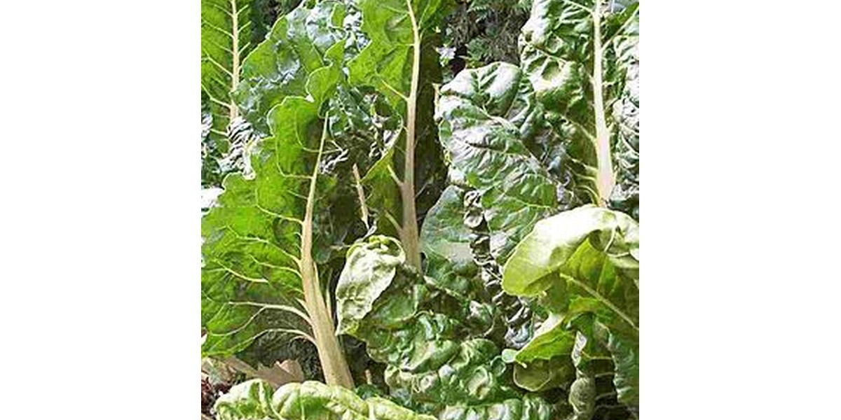 Recipes for Winter Greens – Powerful Cancer Fighters!