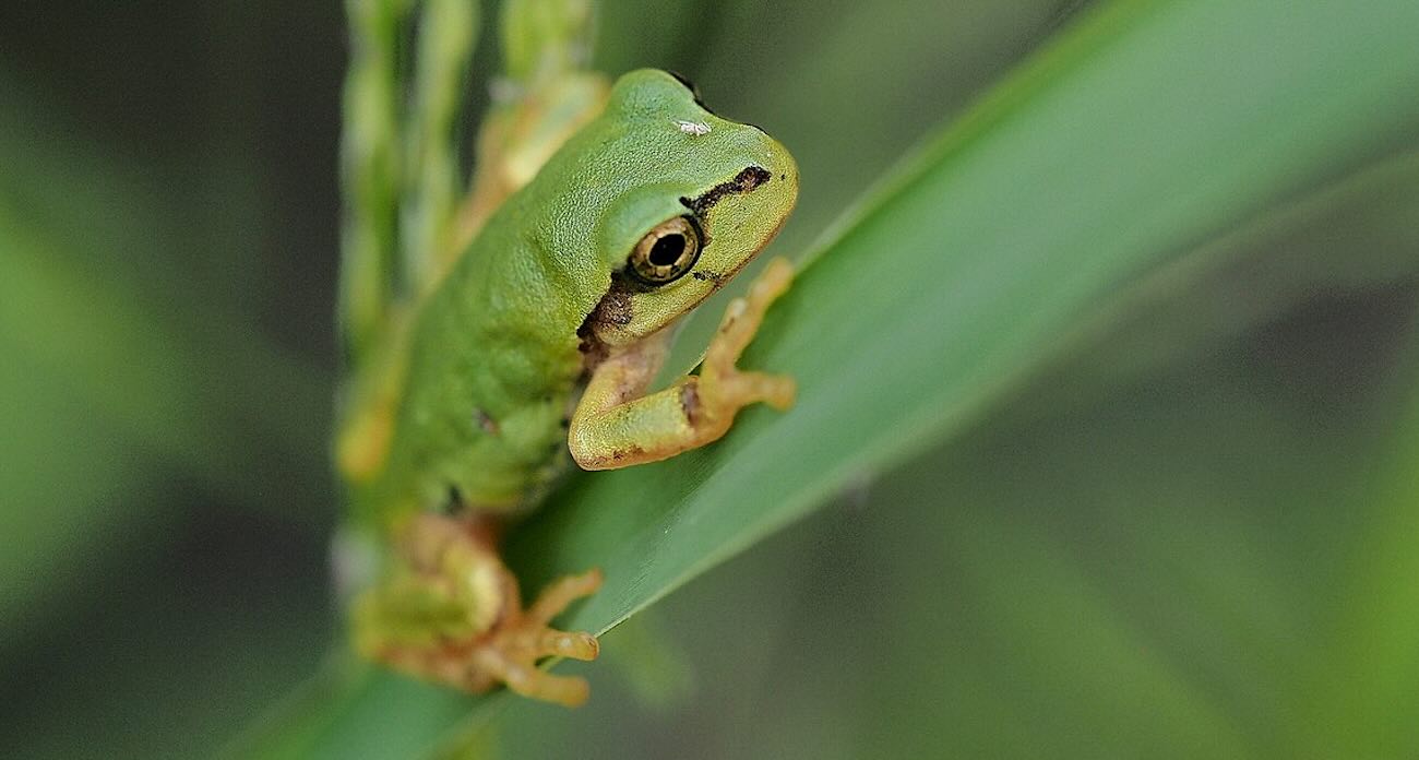 Mouse study: Frog bacteria wipes out cancer tumors